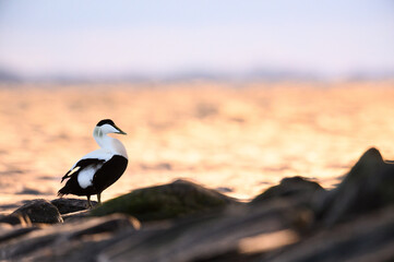 Eiderenten Erpel im Sonnenaufgang
