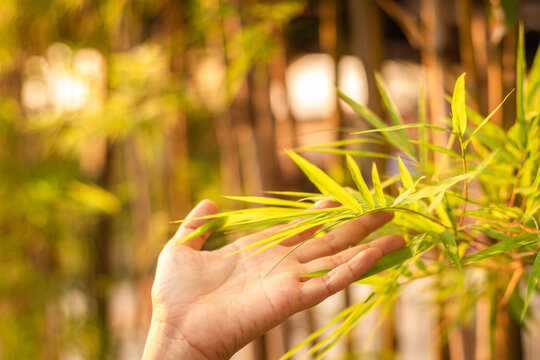 Woman hand touching bamboo leaves in morning sunlight