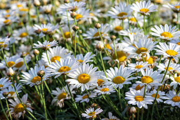 White cultivated flowers Marguerite daisy close-up on agricultural field