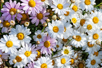 White cultivated flowers Marguerite daisy close-up on agricultural field