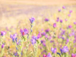 Naklejka premium Macro view of a purple wild flower (Echium plantagineum) on an unfocused background of colored flowers giving an oil painting feel