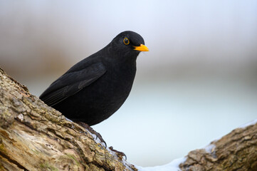 Amsel Männchen
