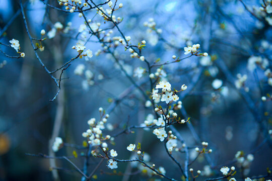white spring blossoms on blue background