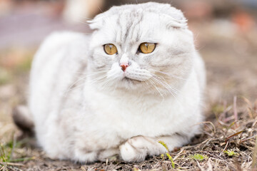 Grey cat on the grass.