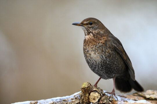 Amsel Weibchen
