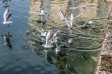 birds in the water