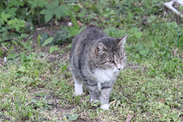Obraz premium Cat