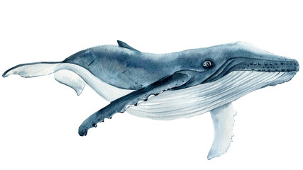 whale on isolated white background, watercolor illustration © Hanna