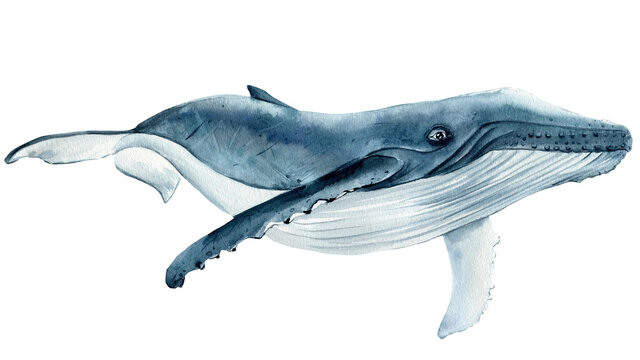 whale on isolated white background, watercolor illustration