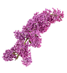 Lilac flowers on white background © A_Skorobogatova