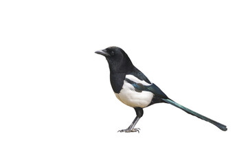 magpie bird subject cut out and placed on a white background - obrazy, fototapety, plakaty