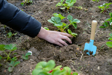 a girl transplants a strawberry plant from a pot into the ground