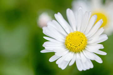 Fototapeta premium daisy in the grass