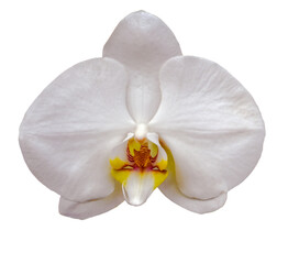 Naklejka na ściany i meble Close up of a beauty colorful orchid flower