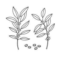 Vector illustration of a coffee tree branches, with beans. Line art. Suitable for cafes, coffee producers, and shops.