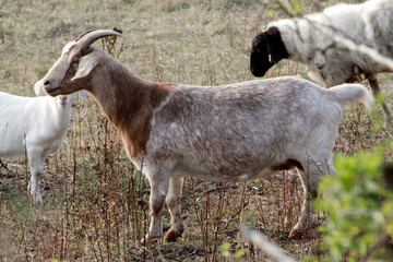 Schaf, Ziege, Weidetier, Geisa, Biosphaerenreservat Rhoen, Thueringen, Deutschland, Europa   --  
Sheep, Goat, Grazing animal, Geisa, Rhoen Biosphere Reserve, Thuringia, Germany, Europe