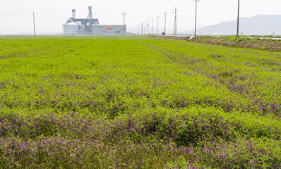 lavender field in region