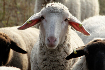 Schaf, Ziege, Weidetier, Geisa, Biosphaerenreservat Rhoen, Thueringen, Deutschland, Europa   --  
Sheep, Goat, Grazing animal, Geisa, Rhoen Biosphere Reserve, Thuringia, Germany, Europe