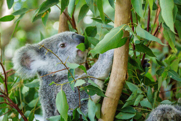 koala on tree © JBMotillon