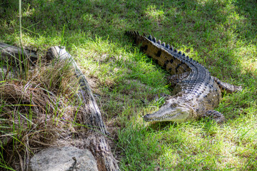 alligator in the swamp
