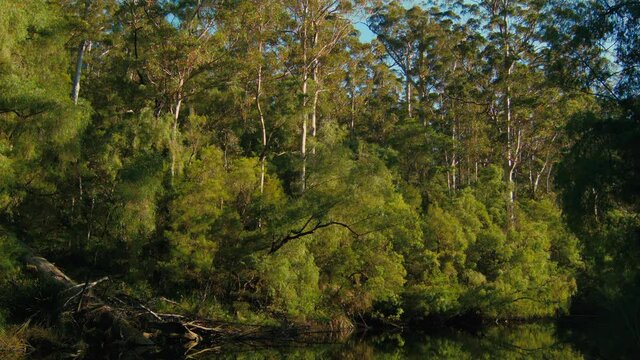 Lush Forest Encroaching On A River In A National Park in Western Australia