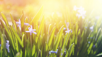 Spring flowers Scilla, bluebell , the first flowers after winter, banner
