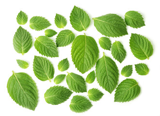 The layout of the mint leaves on white background. Lots of mint leaves. Background of mint leaves. top view on white background, horizontal orientation