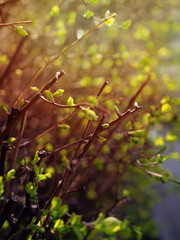 Green branch with buds in spring. Photo of early spring, a tree blooms new leaves, the beginning of a new life, warming, changing seasons