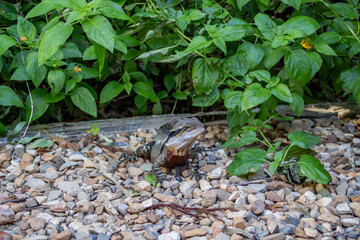 lizard on the ground