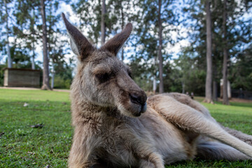 kangaroo and foal