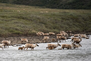 Eine Herde von Caribous überquert den Kokolik River im Norden Alaskas