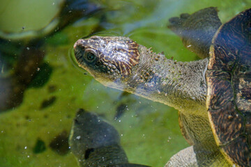 turtle swimming in the water