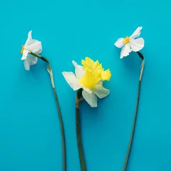 Foto auf Acrylglas Antireflex Yellow and white spring flowers on a blue background,minimal composition © Mira
