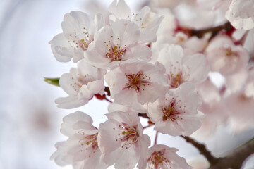 照光寺のしだれ桜（福島県・須賀川市）