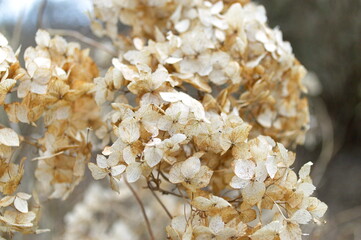 Dehydrated hydrangea