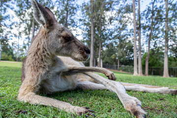 kangaroo and baby