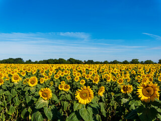 Paysages de campagne, champ de tournesol, coteaux et plaines fertiles de la grande Limagne en...