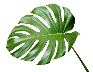 Leaf of a monstera (isolated on white)