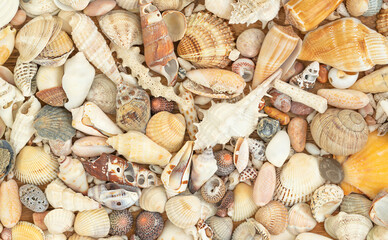 Summer nature background of seashells 