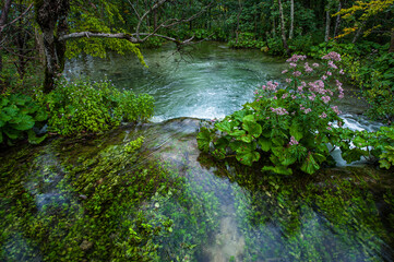 Water flowing over foliage in Plitvice, Croatia