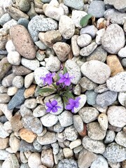 Violets in Pebble Garden 2
