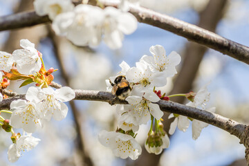 Sunny April Day in Novi Sad, Vojvodina, Serbia. Bumblebee on pollination of white blooming cherry blossoms. 