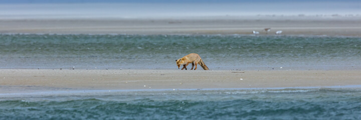 fuchs am meer