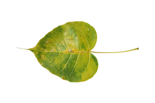 Green leaf Pho leaf or Bo leaves heart-shaped,bodhi leaf isolated on white background with clipping path
