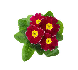 Beautiful primula (primrose) plant with red flowers isolated on white, top view. Spring blossom