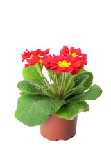 Beautiful primula (primrose) plant with red flowers isolated on white. Spring blossom