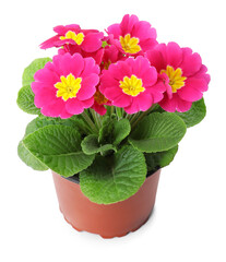 Beautiful primula (primrose) plant with pink flowers isolated on white. Spring blossom