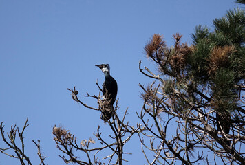 Netherlands. Breading Aalscholvers/ Phalacrocoracidae
at the woodland Solleveld in The Hague