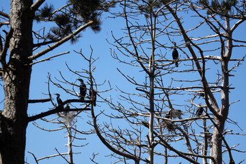 Netherlands. Breading Aalscholvers/ Phalacrocoracidae
at the woodland Solleveld in The Hague