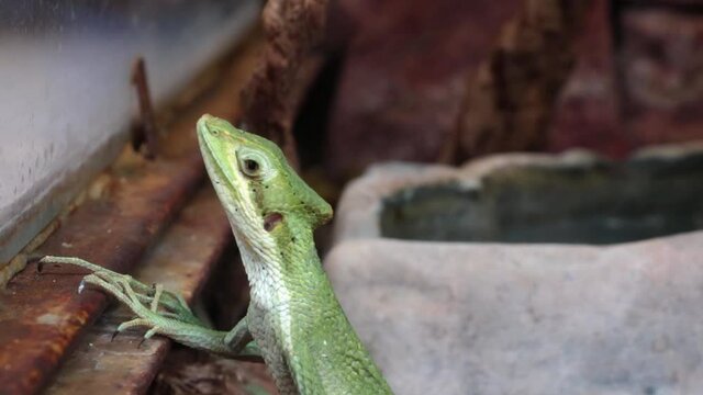 A beautiful green lizard froze in place.